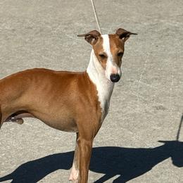 Fireball - Italian Greyhound