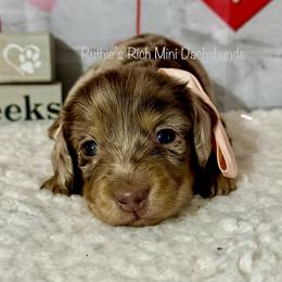 Girl two - Chocolate and cream female Dachshund puppy in Lakeland, Florida from Ruthie’s Rich Mini Dachshunds