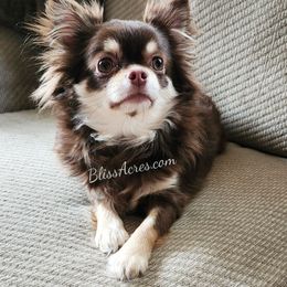 Delilah - Chihuahua