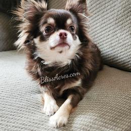 Delilah - Chihuahua