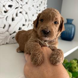 Solstice - Red  female Goldendoodle puppy in Brooksville, Florida from Abby’s Standard Goldendoodles