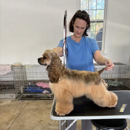 Cinder - Cocker Spaniel