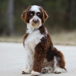 Brindy - Aussiedoodle