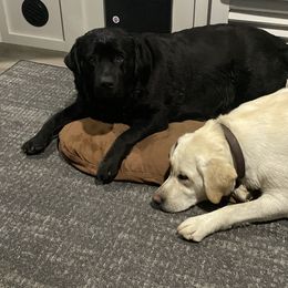 Labrador Retriever Puppies from Ski2Sky Labrador’s