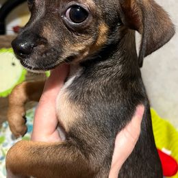 Millie's boy 3 - Black sabled fawn male Chihuahua puppy in Illinois from Briarwood Farm