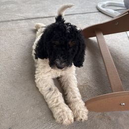 Percy - Black and white male Bernedoodle puppy in Castle Rock, Colorado from South Denver Bernedoodles