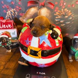 Catlin - Sable female Dachshund puppy in Madisonville, Texas from Little B’s Dachshund Farm