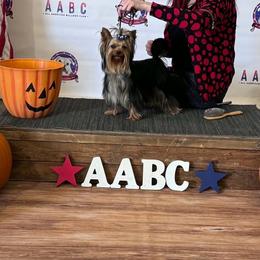 Dale (pet only) - Black and gold male Yorkshire Terrier puppy in Kendallville, Indiana from Yorkies Kisses/Rusalka Siren Song