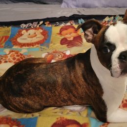 Boston Terriers from Jami's Boston Terriers