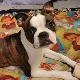 Boston Terriers from Jami's Boston Terriers