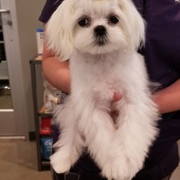 Maltese from Valle Tesoro Maltese