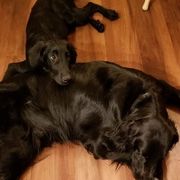 Flat-Coated Retriever Puppies from Midnight Oaks