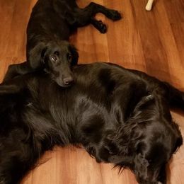 Flat-Coated Retriever Puppies from Midnight Oaks