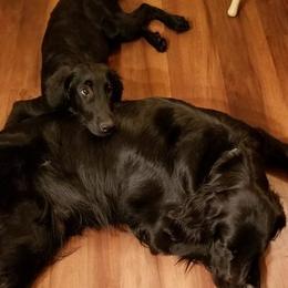 Flat-Coated Retriever Puppies from Midnight Oaks