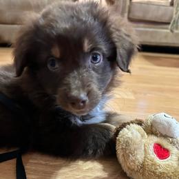Ralphie - Red tri-color male Australian Shepherd puppy in Butler, Georgia from Aussies at Howling Hill Farm