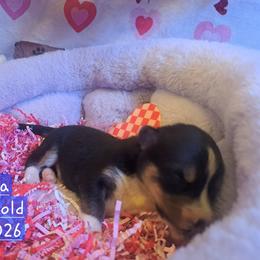 Pembroke Welsh Corgi and Siberian Husky Puppies from Regal Huskies of the Carolinas