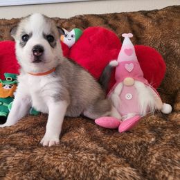 Siberian Husky Puppies from Phresh Pharm Husky Ranch