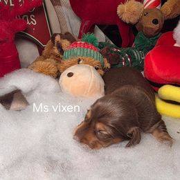 Ms. Vixen - Chocolate female Dachshund puppy in Bristol, Tennessee from It's Mini Wieners Baby