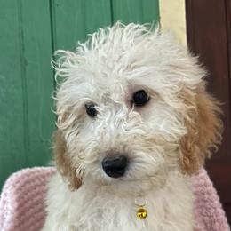 Clementine - Cream female Goldendoodle puppy in Lowville, New York from Adirondack Labradoodles