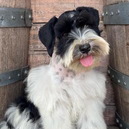 Weezy - Parti female Miniature Schnauzer puppy in Brenham, Texas from Ashley Martinez