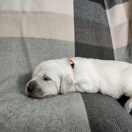 Amber - Light golden female Golden Retriever puppy in Seymour, Missouri from High Road Golden Retrievers