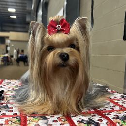 Savanah - Yorkshire Terrier