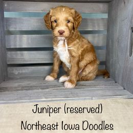 Juniper - Apricot female Goldendoodle puppy in Cedar Falls, Iowa from Northeast Iowa Doodles