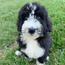 Dior with training - Black and white female Bernedoodle puppy in Boonville, North Carolina from Doods & Dolls