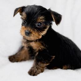 Juno - Black and tan male Yorkshire Terrier puppy in Iron Mountain, Michigan from Celestial Family Terriers (Yooper Yorkies)