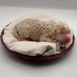 Boone - Apricot male Aussiedoodle puppy in Claremont, North Carolina from Magnolia Grove Farms