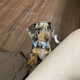 Dachshund puppies from Azalea Acres Mini Doxies