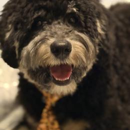 Assorted Doodle Crosses, Australian Labradoodle, Bernedoodle, Goldendoodle, and Labradoodle All Grown Up from Erica’s Doodles
