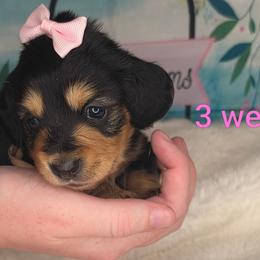 Dolly - Black and cream female Dachshund puppy in Kempner, Texas from Russell Farms Dachshund