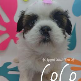 Lucy - Black gold and white female Shih Tzu puppy in Peoria, Arizona from Loyal Shih Tzu