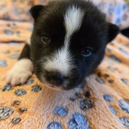 Abby - Black and white female Pomsky puppy in La Vergne, Tennessee from Atencio Pomsky
