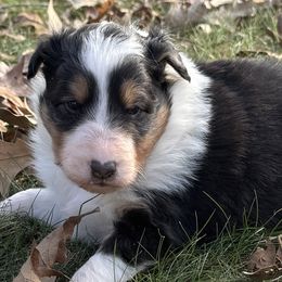 Sterling - Shetland Sheepdog puppy from Retter Ridge