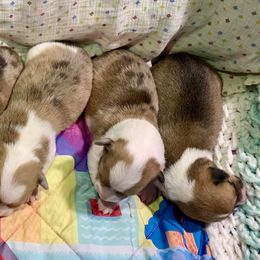American Corgi Puppies from Baldwin’s Skyline View Farm