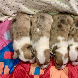 American Corgi Puppies from Baldwin’s Skyline View Farm