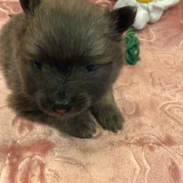 Purple - Wolf sable female Pomeranian puppy in Apollo Beach, Florida from Sherlock’s Poms