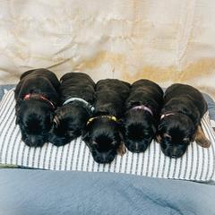 French Bulldog and German Shepherd Puppies from Iron Rim