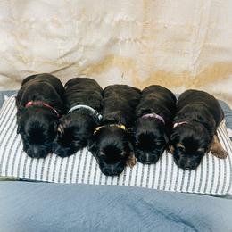 French Bulldog and German Shepherd Puppies from Iron Rim