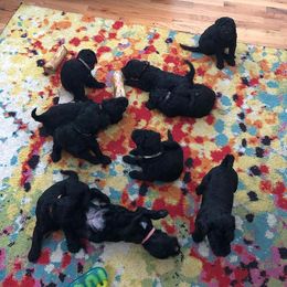 Australian Labradoodles and Labradoodles from Stonegate Labradoodles