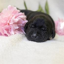 Wren - Black female Labrador Retriever puppy in Sweet Home, Oregon from Knotty Creek Labradors
