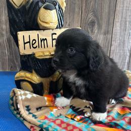 Gunnar - Black & white male Miniature Australian Shepherd puppy in Geary, Oklahoma from Helm Farms Aussies