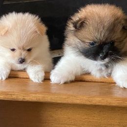 Pomeranians from Holcomb's Pomeranians