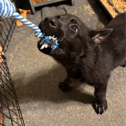 Orchid - Bi-color female German Shepherd puppy in Salem, Virginia from Vom Kylohaus German Shepherds