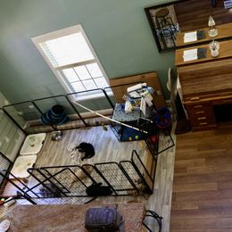 Goldendoodle Puppies from FurEver Friends Doodles