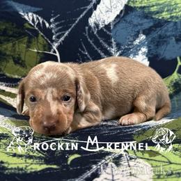 Dapple - Dapple female Dachshund puppy in George West, Texas from Rockin M Kennel