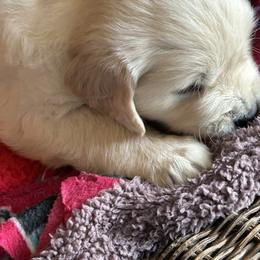 Golden Retriever Puppies from Hagan's Golden Retrievers
