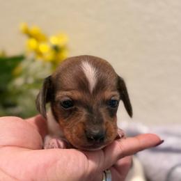 Miloh - Piebald male Dachshund puppy in Moreno Valley, California from Purpleheart_doxiess